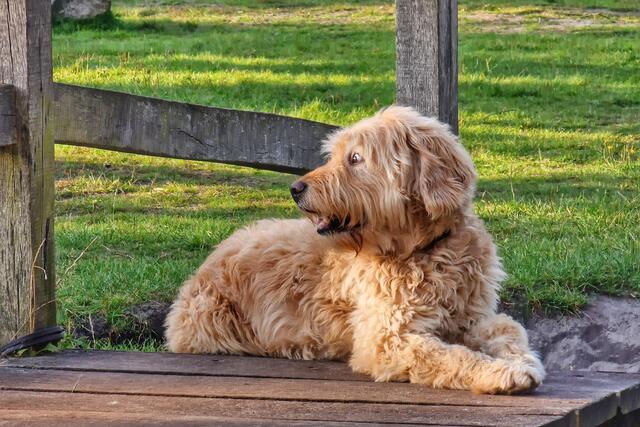 Hund Barney ist besonders flauschig | Foto: Swen Mecklenburg