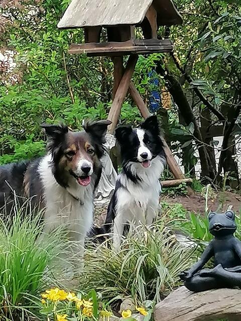 Ninja ( li. ) und Mika aus Holm Seppensen | Foto: Thomas "Tammi" Tamm