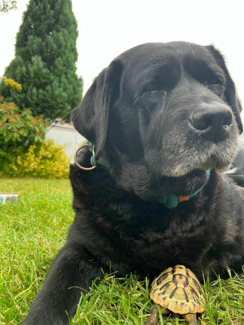 Die zwölfjährige Labradordame Floris mit ihrem Freund (Norbert) die Schildkröte
 | Foto: Engel 