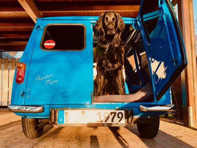 Hund Paul Tippmann aus Klecken ist neun Jahre als und ein Britischer Flatcoated Retriever. 
Am Liebsten sitzt er im Britischen Mini Van von 1979 seines Besitzers Marcel Tippmann
 | Foto: Marcel Tippmann