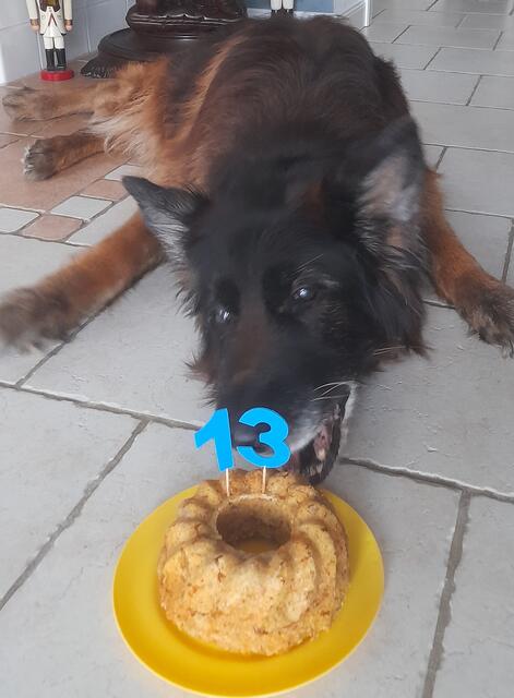 Happy Birthday: Schäferhundrüden Basko aus Ollsen ist stolze 13 Jahre alt
 | Foto: Ines Merten