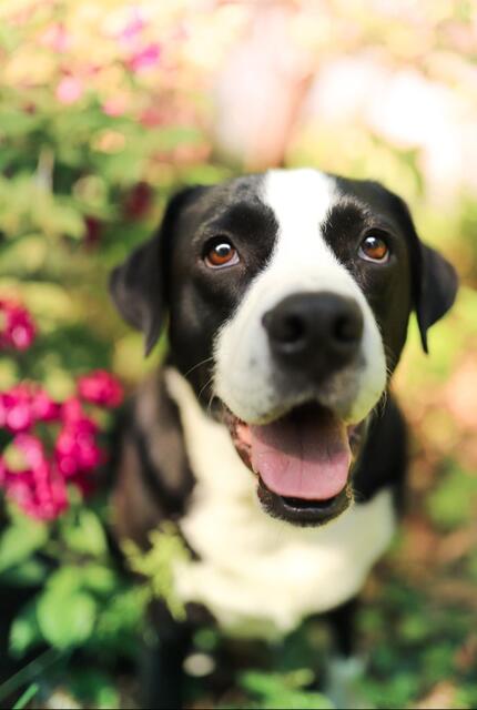  Monty aus Undeloh hat die treusten Hundeaugen | Foto: Jessie Werk