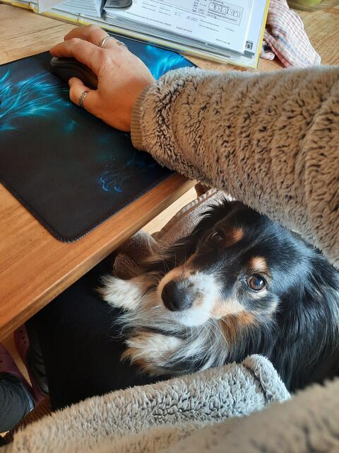  Sam, der Kooikerhondje-Sheltie-Mix (zwölf Jahre alt) unterstützt Frauchen Andrea Schuh im Homeoffice
 | Foto: Andrea Schuh