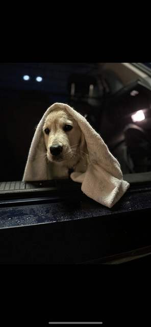 Der kleine Scotty aus Stade ist hoffentlich bald wieder trocken | Foto: Niklas Daniel Niemand