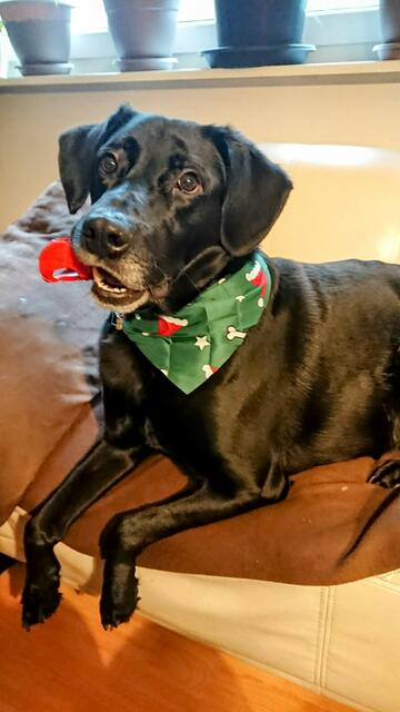 Labradormix Merlin, aus Asendorf ist schon bereit für die Weihnachtszeit | Foto: Ulrike Köster / Gerhard Manderschied