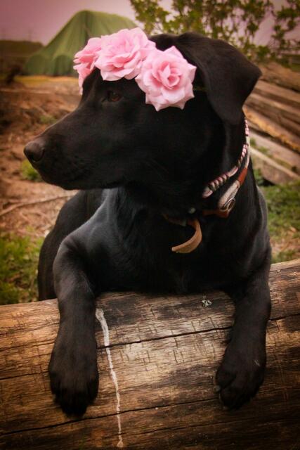 Labrador Hündin Cookie aus Marschach mit schönem Haarschmuck | Foto: Danielle Lau