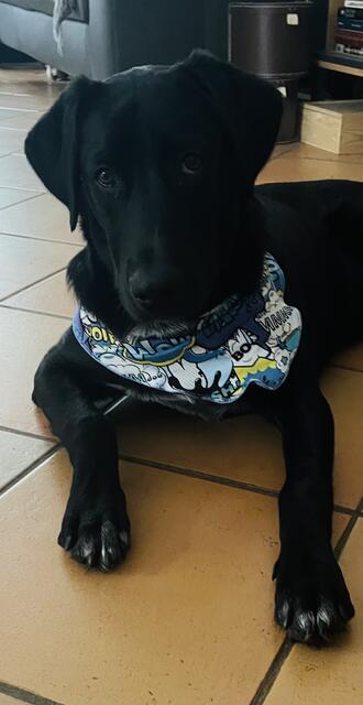 Der 1,5-jährige Perro de Pastor Mallorquin (Mallorquinischer Hütehund) "Louis" aus Luhdorf, Winsen Luhe | Foto: Anja Bothe 