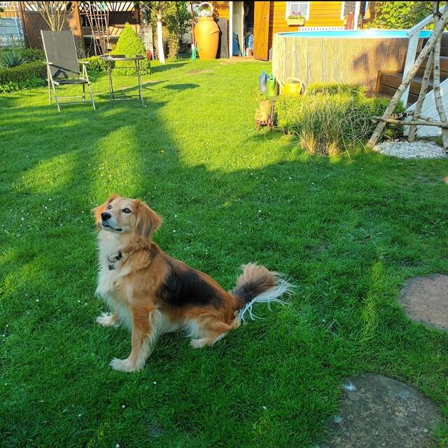 Hund Bruno lauscht seinem Herrchen Timar Ferri aufmerksam
 | Foto: Timar Ferri