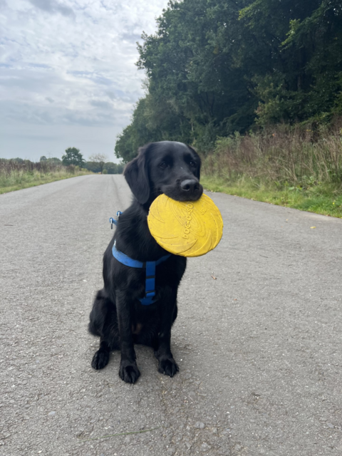 Diese Labradorretriever Hündin heißt Emma und wohnt in Wesel in der Lüneburger Heide. Zusammen mit Besitzerin Carolin hatte sie großen Spaß daran, im Herbst tolle Fotos zu machen | Foto: Carolin Schröder
