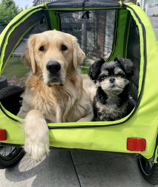 Die  Hunde Feivel (links, vier Jahre alt) und Clara (rechts, elf Jahre Alt) im Fahrradanhänger während einer Pause.
"Trotz eindeutigsten Größenunterschied, ist doch ganz klar, wer das Sagen hat, oder?!", fragt Besitzerin Katrin Dieckmann-Franke aus Neu Wulmstorf/Elstorf
 | Foto: Katrin Dieckmann-Franke