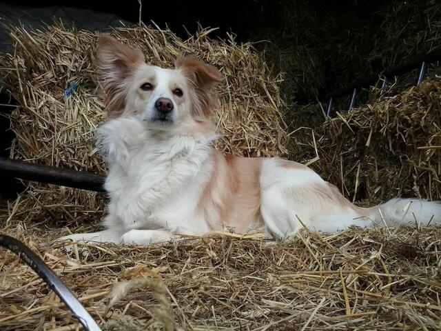 Lilly aus Oederquart hat im Stroh den Überblick | Foto: Daniela Blanck