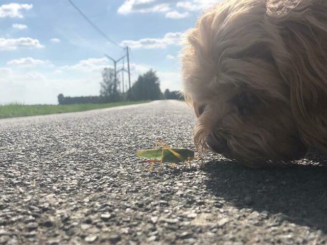 Luna, die eine Pudel-Havanese-Dame aus Drochtersen machte Bekannschaft mit Flip dem Grashüpfer | Foto: Elena Mirowsky
