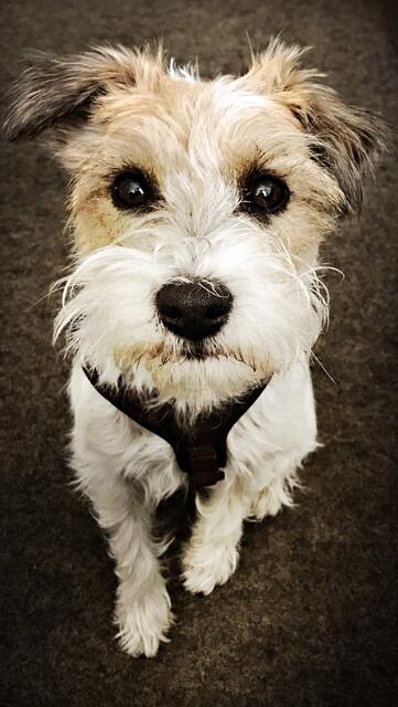 Lilly, die fünfjährige Parson Russel Terrier Hündin 
 | Foto: Oliver Wamberski