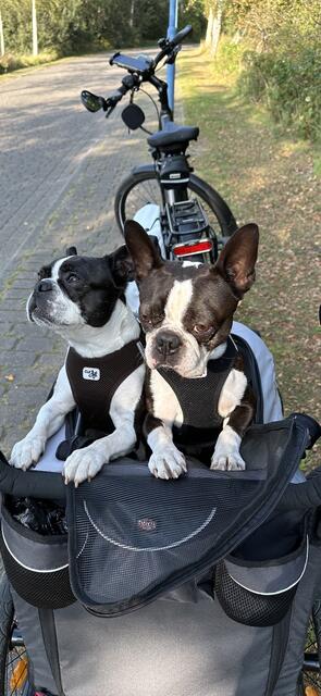 Die zwei Boston Terrier Amira (li.) und Lucky aus Buchholz in der Nordheide auf einer Fahrradtour | Foto: Martina Moczynski