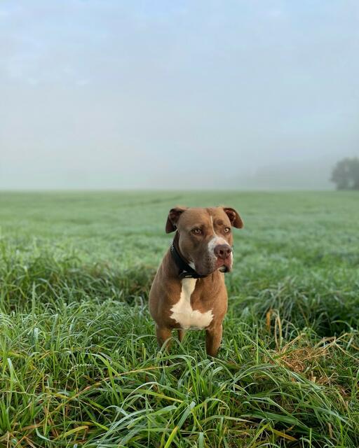 Tilda (4) im Horneburger Moor früh morgens im Nebel beim Spaziergang mit Frauchen Julia Peters und André Schadow aus Horneburg | Foto: Julia Peters
