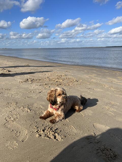 Hund Eddy aus Assel läuft so gerne am Hundestrand auf Krautsand und tobt sich dort gerne aus
 | Foto: Nadine Beckmann