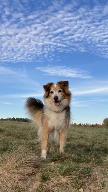 Der 10-jährige Mischlingsrüde Meilo. "Er ist mein Seelenhund und er kommt aus dem griechischen Tierschutz. Er lebt bei mir seit er zehn Wochen alt ist. Er liebt alles und jeden", sagt Besitzerin Petra Huchthausen aus Holtorfsloh
 | Foto: Petra Huchthausen 