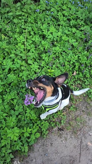 Auf dem Foto ist Carlo zu sehen, ein Terrier Mix, wie er dabei ist eine Fliederblüte zu fangen.
Er fängt sehr gerne alles mögliche an Spielzeug und eben auch Blumen. | Foto:  Lukas und Marie Köppig
