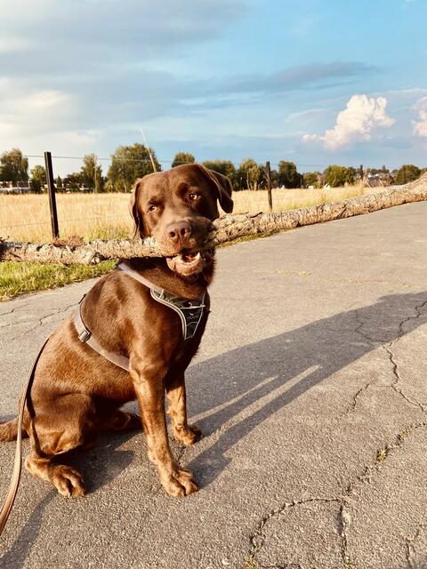 Hund Pepe bringt seiner Besitzerin Franziska Flemming aus Emmelndorf das größte Stöckchen
 | Foto: Franziska Flemming