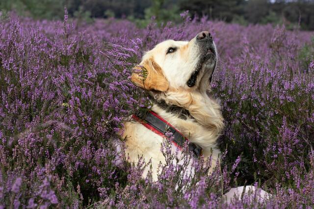 Rüde Charly aus Seevetal liebt die lila Heideblüte | Foto:  Saskia‘s Fotomomente