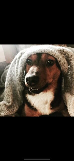 Hündchen Iggy aus Toppenstedt liebt den Pullover seiner Besitzerin Anne Joppien 
 | Foto: Juliet Joppien-Pagels 
