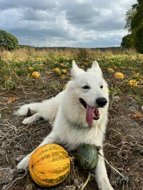 Kürbiserntefrische Grüße aus Oldendorf Luhe!
"Wir wohnen seit sechs Jahren hier, und Elliot, unser weißer Schäferhund- Rüde ist ebenso alt.
Unser Nachbar Dorfnachbar Philip sorgt dafür, dass unser Dorf nicht nur mit Oldendorfer Totenstatt bekannt sind, sondern auch mit Kürbis Feldern.
Elliot wundert wich regelmäßig über so viele „Bälle“ auf einmal. So sind die Fotos beim Gassi Gehen entstanden", erzählen die Besitzer Gerda und Maggy Cencipere | Foto: Gerda und Maggy Cencipere
