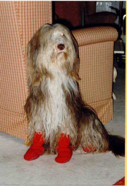Dieter Schaal erinnert sich gerne an seine Bearded Collie Dame Isa, die in den 1970ern lebte.

Die Socken hatte sie nach matschigem Wintersparziergang anbekommen | Foto: Dieter Schaal 