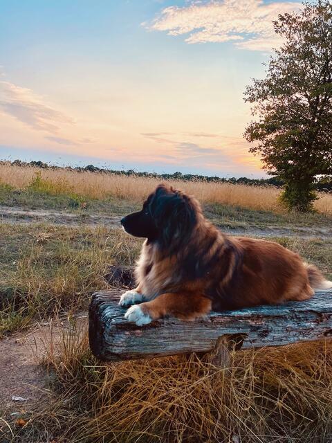Hund Sami ist ein Mischling aus dem polnischen Tierschutz, er wohnt mit Frauchen Kerstin Wildemann in Lüneburg | Foto: Kerstin Wildemann 