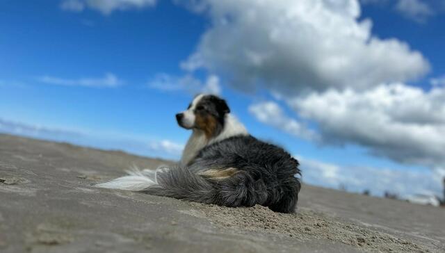Das ist Lilli aus Buxtehude, sie war mit Besitzer Mascha Cohrs in Dänemark | Foto: Mascha Cohrs 