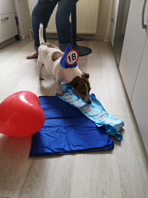Senior-Hund Benny feiert seinen 18. Geburtstag!
Seine Besitzer Christa und Gerd Braasch haben ihm in Hittfeld eine schöne Feier beschert

 | Foto: Stefanie Braasch