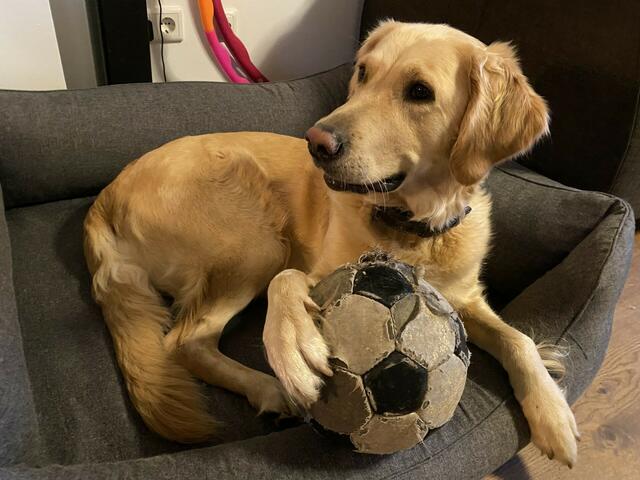 "Mein Name ist Lilli, ich bin eine fast sechsjährige Golden Retriever Hündin und wohne mit meinem Rudel im schönen Emmelndorf.
Hier gibt es viel zu erleben, von wunderschönen Spaziergängen, bis zu tollen Fußball Einheiten mit meiner Familie"
 | Foto: Nadine Dyballa 