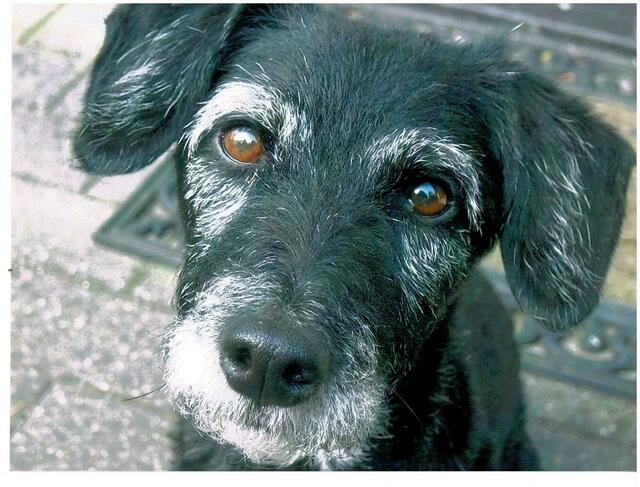 DasFoto zeigt Jule, die zwölfjährige Mischlingshündin, Mix aus Terrier und Pudel. Sie wohnt mit Frauchen Ellen Wamberski in Jesteburg
  | Foto: Oliver Wamberski