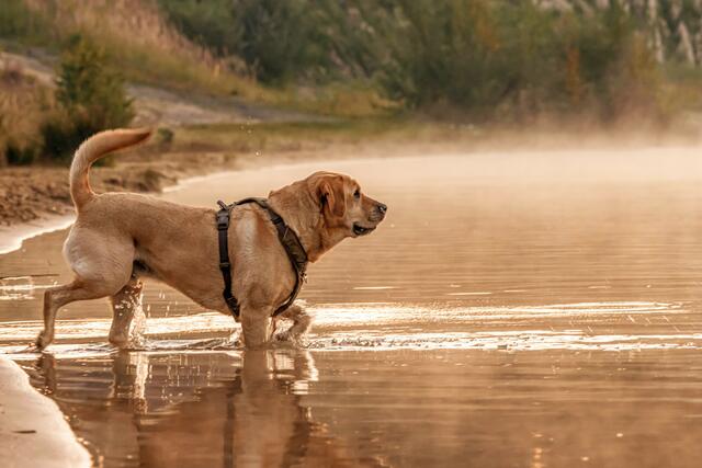 Hund Sam am Geesthof in Klint | Foto: Stephanie Klawitter
