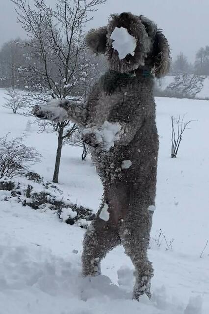 Hund Momo aus Winsen ist ein echter "Eisbär"
 | Foto: Viviane Dorn