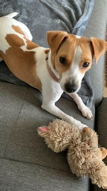 Die zweijährige Lotta, eine dänische Gardhund-Hündin, die bereichert den Alltag ihrer Besitzerin Jutta Meiners aus Trelde
 | Foto: Christine Meiners