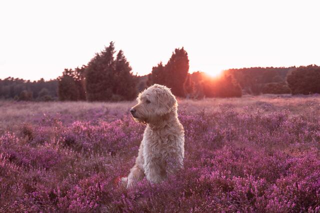 Goldendoodle Barney aus Rosengarten in einem Meer aus Heideblüten | Foto:  Irène Mecklenburg