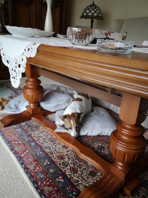 Benny aus Hittfeld braucht immer ein Kissen zum Kuscheln und Schlafen
 | Foto: Stefanie Braasch