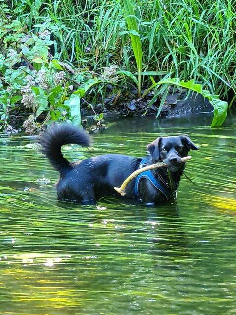 Hund Ben aus Stemmen bei einem Bad in der Wümme  | Foto: Ursel Crome