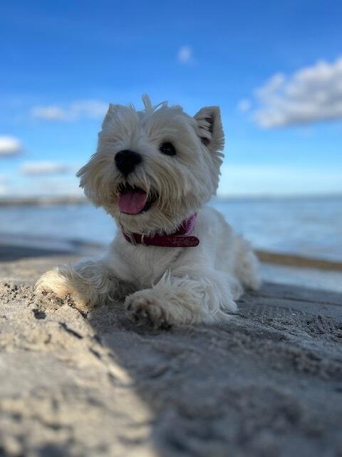 Hündin Mila, ist ein West-Highland-White Terrier, ihre "Dosenöffnerin" heißt Alexandra Hupe und wohnt mit ihr in Rosengarten/ Eckel | Foto: Alexandra Hupe