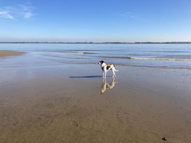  Hund Billy am Bassenflether Strand | Foto: M. Schiekel 
