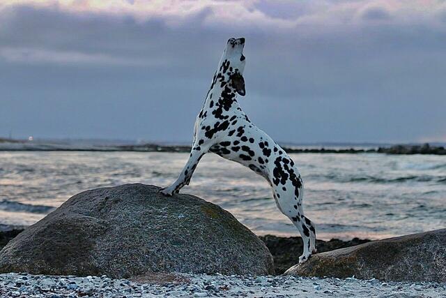 Wie ein echtes Model: Hündin Holly aus Wistedt in einer dramatischen Pose am Meer | Foto: Jessika Schulz