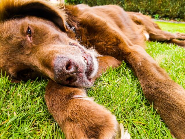 Ganz verträumt: Hund Lucky aus Oldendorf
 | Foto: Jannik Neumann