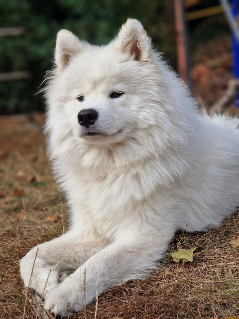 Hund Fjell aus Blankenfelde Mahlow ist bereit für den Herbst | Foto: Julia Schmidt / Alexander Skrock 