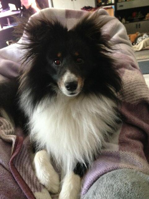 Der Kleine ist ein Sheltie und 2,5 Jahre alt. Er ist ein kleiner Knuddelbär und möchte am liebsten den ganzen Tag spielen | Foto:  Regina Girod-Pfeiffer
