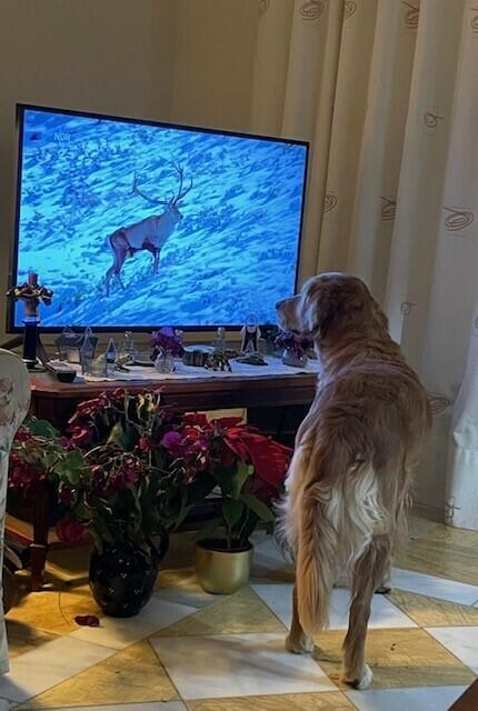 Hund Nala aus  Seevetal / Ramelsloh schaut gerne Tierdokus
 | Foto: Peter Stegmaier