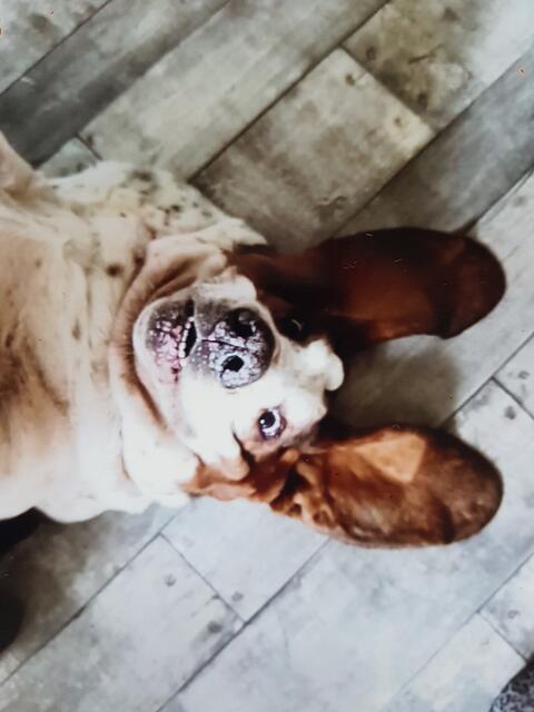 Der sechs Jahre alter Basset-Rüde namens Odin. Frauchen ist die Mama Heidi aus Seevetal Woxdorf | Foto: Björn Stallbaum 