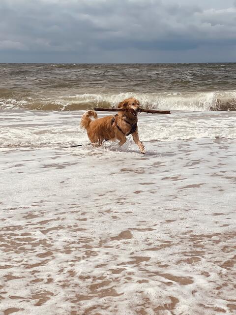 In diesem Jahr im Sommer in St. Peter-Ording entstand dieses tolle Foto von Hund Lasse aus Over  | Foto: Nadine Anantapongse