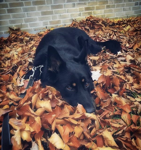 Schäferhund Mix Chuck ist sechs Jahre alt und ein lebensfroher, lebendiger, aber auch verschmuster Bursche, der den Herbst gar nicht abwarten kann | Foto: Bianca Kornetzki