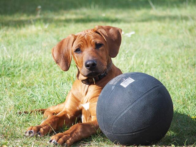Amiro, ein Rhodesian Ridgeback, mit seinem Baskeball. Bald schon wird der neben ihm ganz klein aussehen
 | Foto: Birgit Bodsch