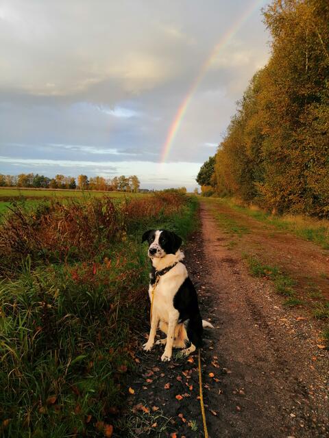 Unter dem Regenbogen posiert Max, vor seiner Besitzerin und Fotografin Silvia Röndigs aus Neulandermoor | Foto: Silvia Röndigs